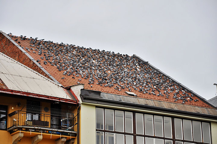 A2B Pest Control are able to install spikes to deter birds from roofs in Longton. 