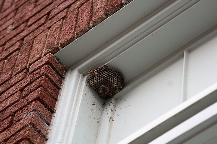 We provide a wasp nest removal service for domestic and commercial properties in Longton.